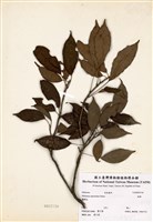 藏品(綠樟)的圖片